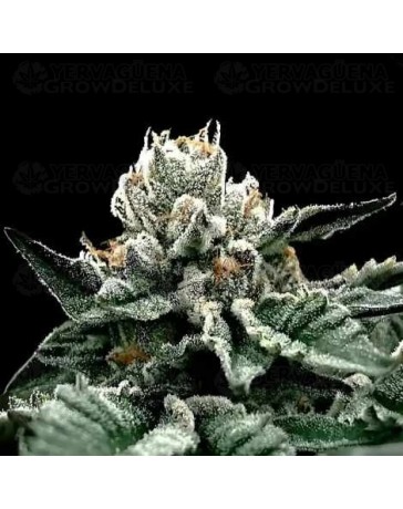 Gorilla Glue #4 - DNA Genetics