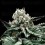 Gorilla Glue #4 - DNA Genetics
