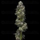 Auto Baker's Delight - DNA Genetics