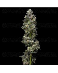 Auto Baker's Delight - DNA Genetics