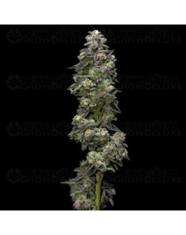 Auto Baker's Delight - DNA Genetics