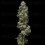 Auto Baker's Delight - DNA Genetics