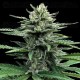 Auto Strawberry Banana - DNA Genetics