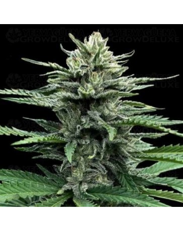 Auto Strawberry Banana - DNA Genetics
