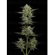 Vanilla Latte Auto - Humboldt Seed Company