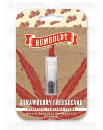 Strawberry Cheesecake Auto - Humboldt Seed Company