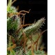 Strawberry Cheesecake Auto - Humboldt Seed Company