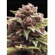 Squirt Auto - Humboldt Seed Company