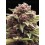 Squirt Auto - Humboldt Seed Company