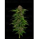 Squirt Auto - Humboldt Seed Company