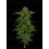 Squirt Auto - Humboldt Seed Company