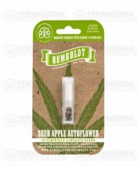 Sour Apple Auto - Humboldt Seed Company