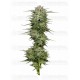 Pound Town Auto - Humboldt Seed Company