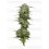 Pound Town Auto - Humboldt Seed Company