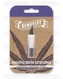 Pineapple Muffin Auto - Humboldt Seed Company