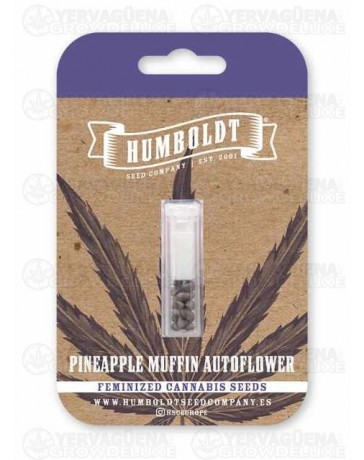 Pineapple Muffin Auto - Humboldt Seed Company