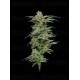 Pineapple Muffin Auto - Humboldt Seed Company