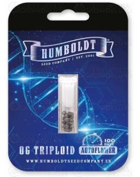 OG Triploid Auto - Humboldt Seed Company