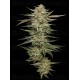 OG Triploid Auto - Humboldt Seed Company