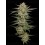 OG Triploid Auto - Humboldt Seed Company