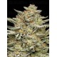 OG Triploid Auto - Humboldt Seed Company