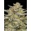 OG Triploid Auto - Humboldt Seed Company