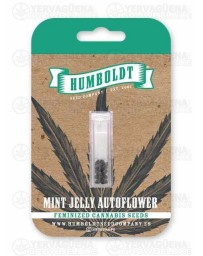 Mint Jelly Auto - Humboldt Seed Company