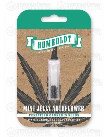 Mint Jelly Auto - Humboldt Seed Company