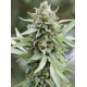 Lemongrass Auto - Humboldt Seed Company