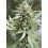 Lemongrass Auto - Humboldt Seed Company