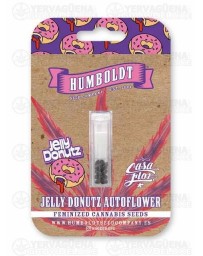 Jelly Donutz Auto - Humboldt Seed Company