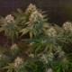 Jelly Donutz Auto - Humboldt Seed Company