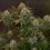 Jelly Donutz Auto - Humboldt Seed Company