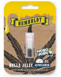 Hella Jelly Auto - Humboldt Seed Company