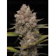 Hella Jelly Auto - Humboldt Seed Company
