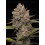 Hella Jelly Auto - Humboldt Seed Company