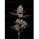 Hella Jelly Auto - Humboldt Seed Company