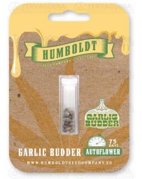 Garlic Budder Auto - Humboldt Seed Company