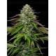 Garlic Budder Auto - Humboldt Seed Company