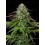 Garlic Budder Auto - Humboldt Seed Company