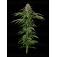 Garlic Budder Auto - Humboldt Seed Company