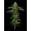 Garlic Budder Auto - Humboldt Seed Company