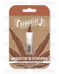 Emerald Fire OG Auto - Humboldt Seed Company