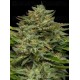 Emerald Fire OG Auto - Humboldt Seed Company