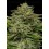 Emerald Fire OG Auto - Humboldt Seed Company