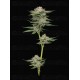 Durban Poison Auto - Humboldt Seed Company
