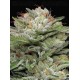 Durban Poison Auto - Humboldt Seed Company