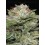 Durban Poison Auto - Humboldt Seed Company