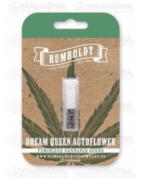 Dream Queen Auto - Humboldt Seed Company