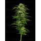 Dream Queen Auto - Humboldt Seed Company